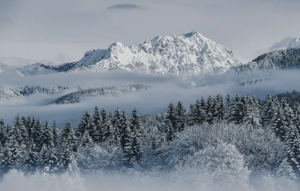 Clouds, Wood, Winter, Mountain, Snow, Fog, Trees, Cold