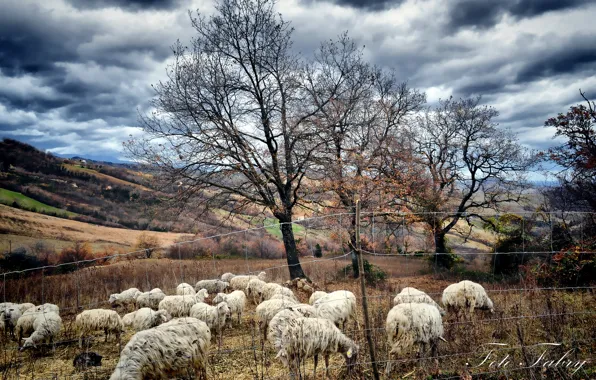 Картинка осень, деревья, овцы, пастбище, стадо, Fabry