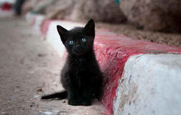 Картинка кошка, одиночество, улица, бросили гады