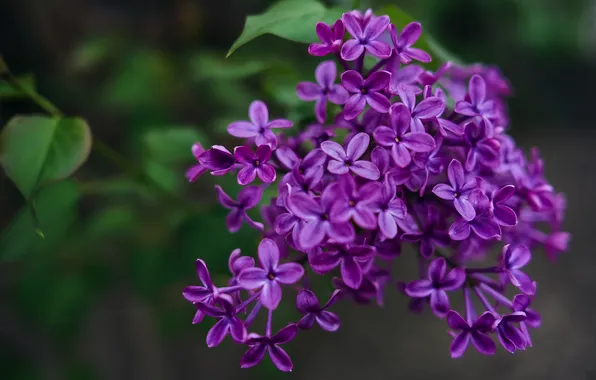 Листья, цветы, темный фон, ветка, весна, цветение, сирень, боке