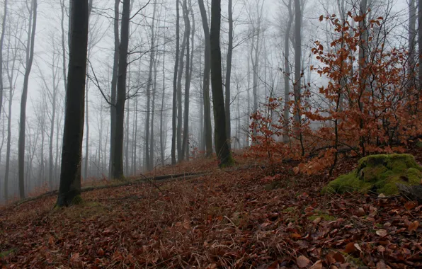 Картинка осень, лес, туман, листва, forest, Autumn, leaves, fog