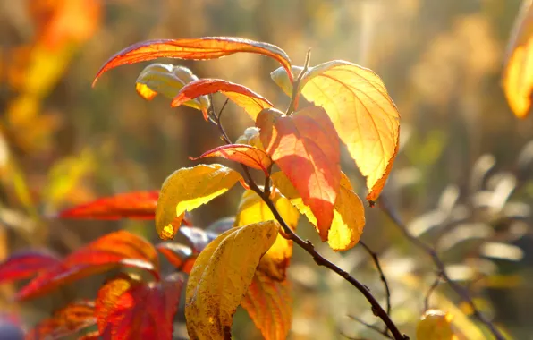 Autumn, leaf, twig
