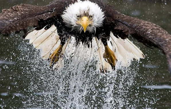 Картинка bird, eagle, wild life, Bad hair day