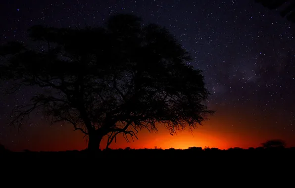 Картинка дерево, пустыня, саванна, Африка, Намибия