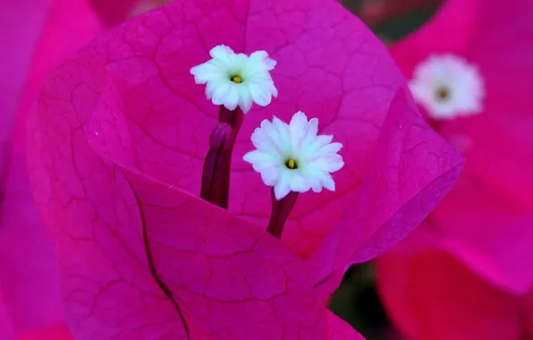 Листья, цветы, природа, растение, лепестки