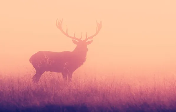 Картинка туман, олень, силуэт, рога
