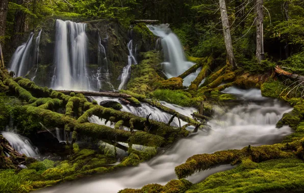 Лес, река, мох, водопады, Washington State, Скамейния, Штат Вашингтон, Skamania County