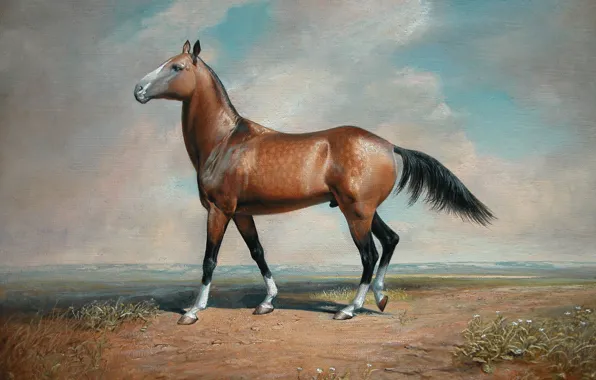 Картинка степь, пустыня, лошадь, 2008г, Айбек Бегалин, Гаухар