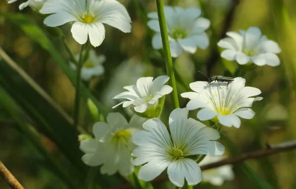 White, flowering, hornwort