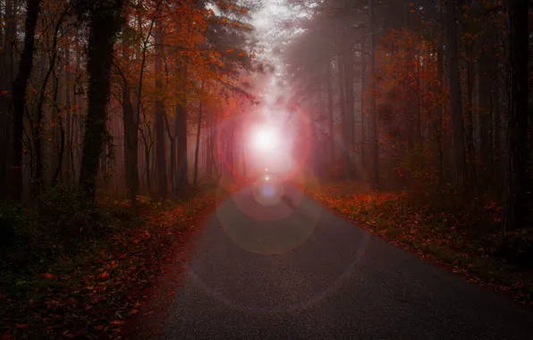 Картинка дорога, осень, лес, свет