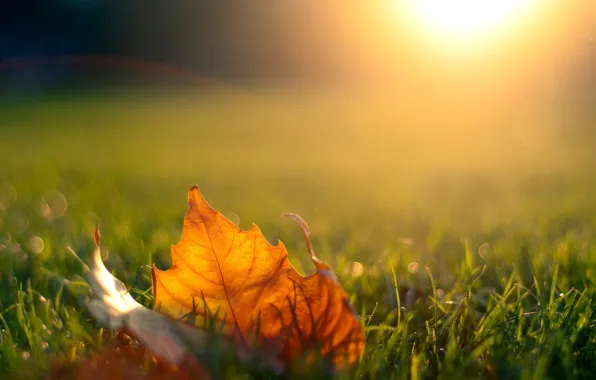 Картинка осень, трава, солнце, свет, закат, природа, лист, вечер