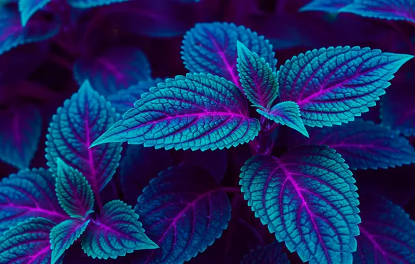 Листья, макро, фон, обои, wallpaper, background, leaves, macro