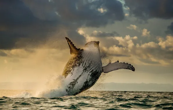 Картинка океан, прыжок, кит, млекопитающие