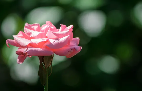 Картинка Боке, Bokeh, Розовая роза, Pink rose