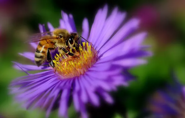 Картинка цветок, пчела, лепестки, насекомое