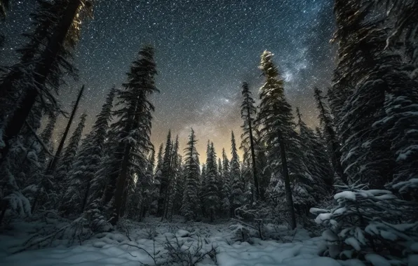 Зима, лес, звезды, снег, деревья, ночь, природа, ели