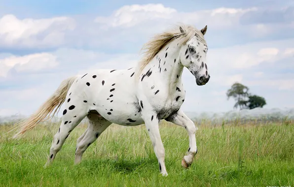 Картинка animal, horse, abby, appaloosa