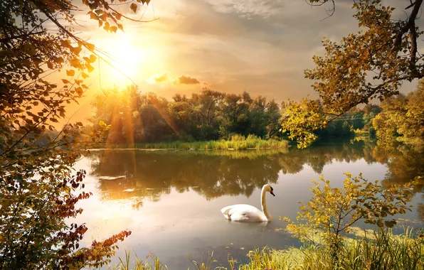 Картинка осень, деревья, природа, озеро, лебедь, время года