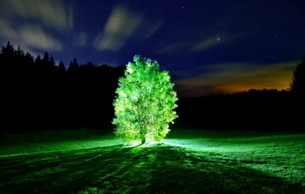 Свет, ночь, Дерево, glowing tree