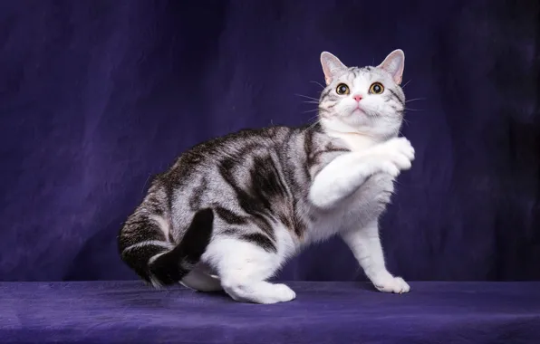 Кошка, кот, взгляд, поза, темный фон, котенок, лапа, лапы