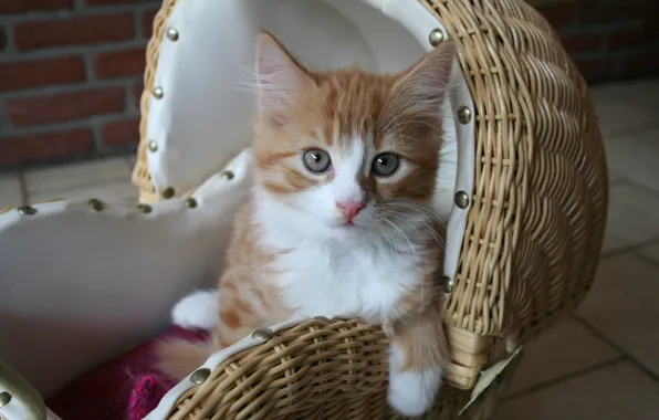 Кошка, взгляд, котенок, плитка, рыжий, коляска, мордашка, сидит
