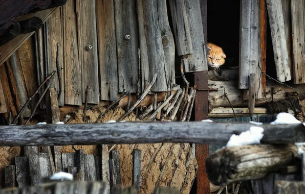 Картинка кот, cat, чердак, attic, Алексей Пантелеев