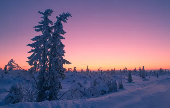 Картинка зима, снег, деревья, закат, Швеция, Sweden, Lapland, Лапландия