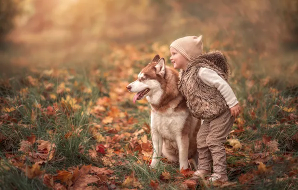 Картинка осень, собака, девочка, друзья, хаски, опавшие листья, Марта Козел