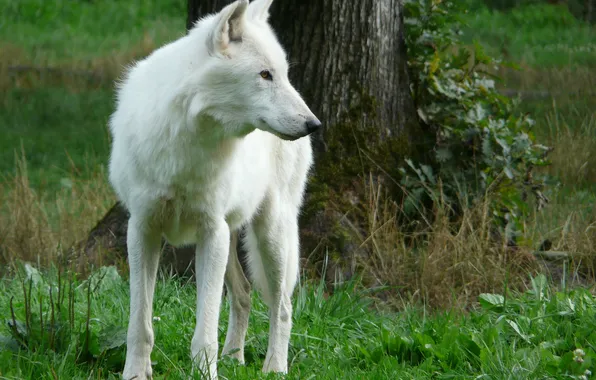 Картинка nature, snow, predator, face, animal, wolf, wildlife, portrait