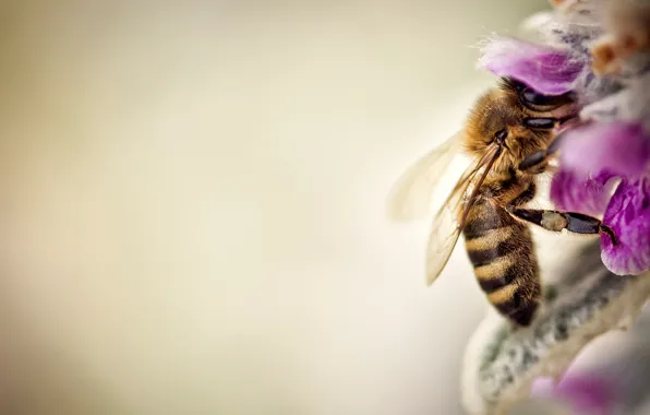 Картинка макро, цветы, пчела
