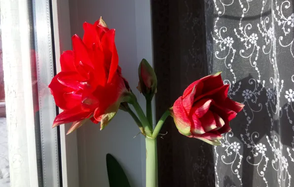 Красный, Гиппеаструм, Распускается