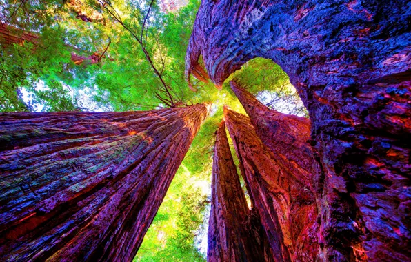 Картинка деревья, Калифорния, California, секвойи, Национальный парк Редвуд, Redwood National Park
