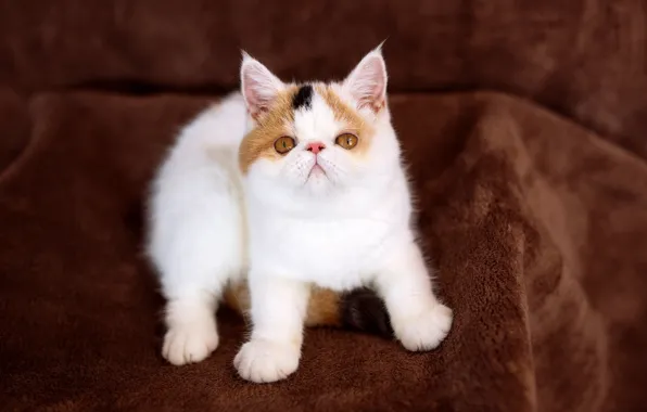 Кошка, котенок, фон, малыш, милый, ткань, плед, котёнок