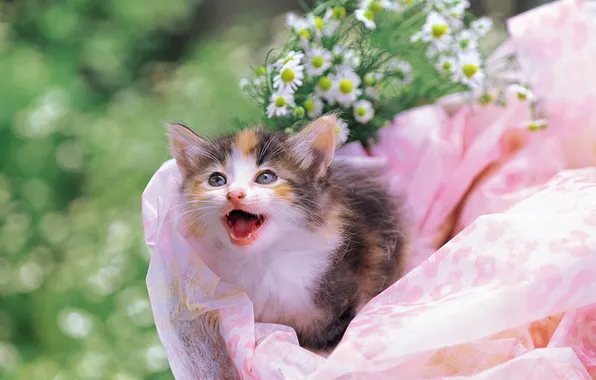 Котенок, Цветы, cat
