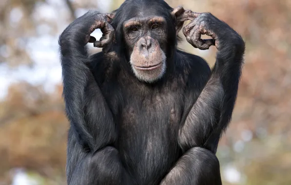 Eyes, hair, pose, fingers, Chimpanzee
