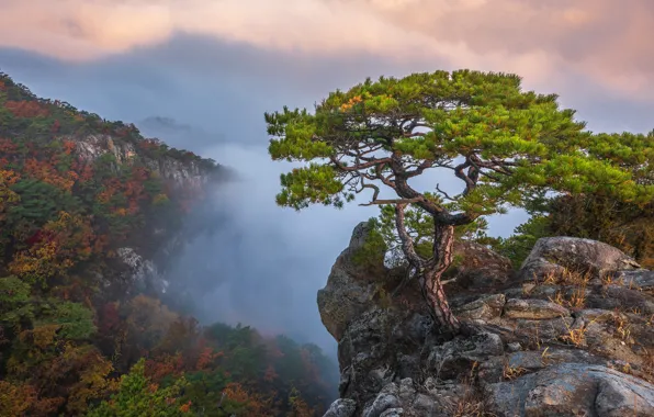 Картинка осень, облака, пейзаж, горы, природа, туман, дерево, скалы