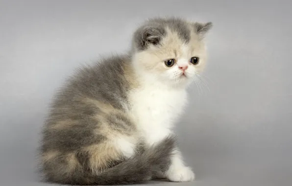 Взгляд, котёнок, пушистик