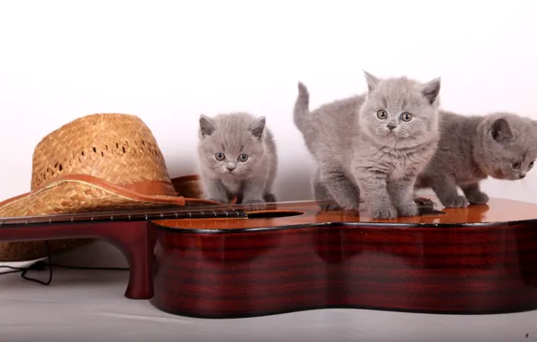 Картинка гитара, шляпа, котята, британцы