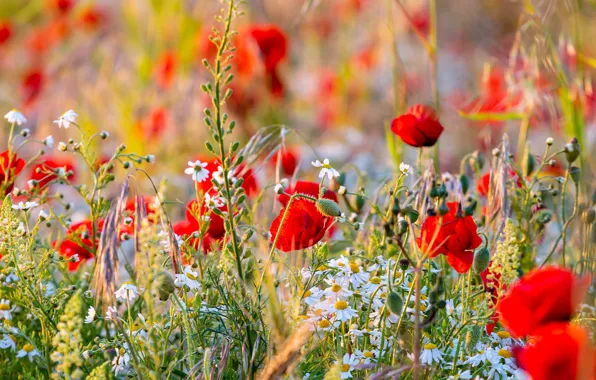 Картинка лето, цветы, красный, поляна, мак, маки, ромашки, луг