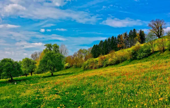 Картинка небо, трава, деревья, склон, луг