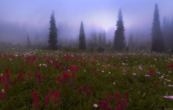 Лес, цветы, природа, туман, луг, дымка