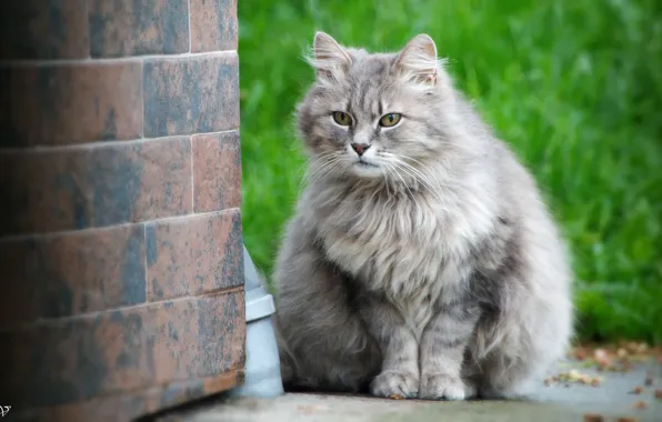Кошка, Петровна, Райка