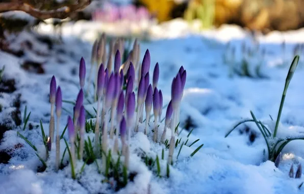 Картинка снег, цветы, весна, подснежники