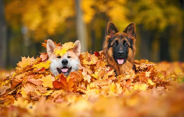 Картинка осень, собаки, листья, немецкая овчарка, акита
