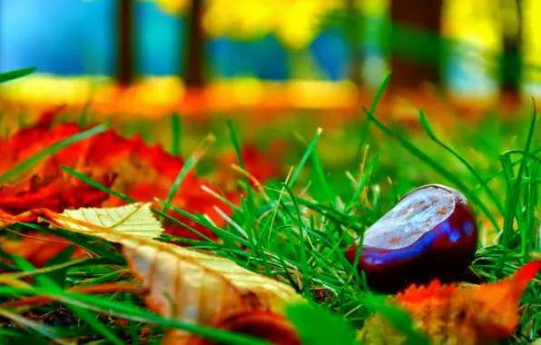 Картинка осень, трава, листья, макро, каштан