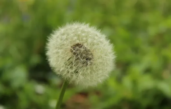 Зелень, цветок, макро, одуванчик, green, весна, flower, blossom
