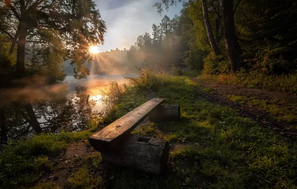 Лес, лето, солнце, лучи, природа, река, рассвет, утро