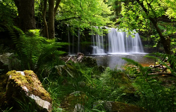 Картинка лес, Англия, водопад, папоротник, England, Brecon Beacons National Park