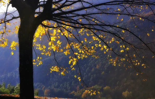 Картинка осень, лес, листья, горы, дерево, ветви, желтые