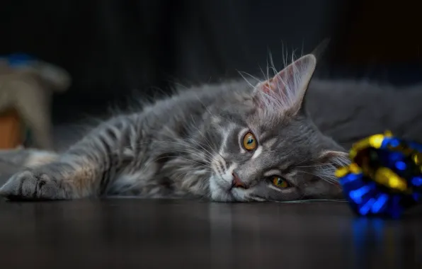 Кошка, взгляд, темный фон, котенок, серый, игрушка, лежит, мордашка